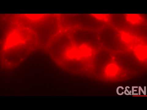 Switch-On Fluorescence For Biological Imaging