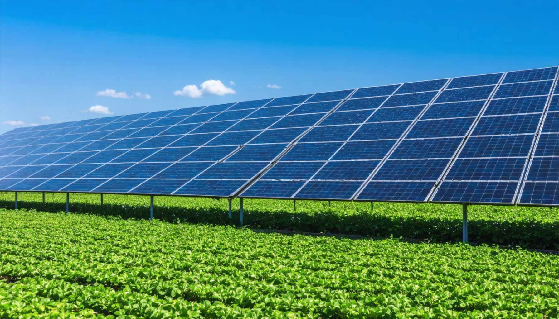 Bulgaria's High Court Puts a Hold on Agrivoltaic Expansion: What It Means for Green Energy and Agriculture